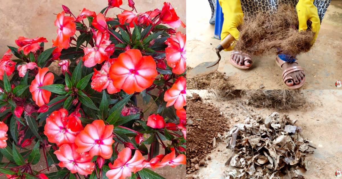 Planting tips Chinese balsam