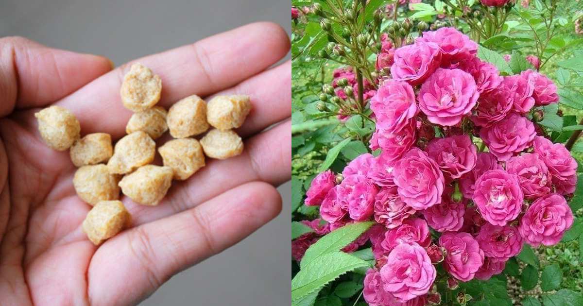 Rose care using soya chunks