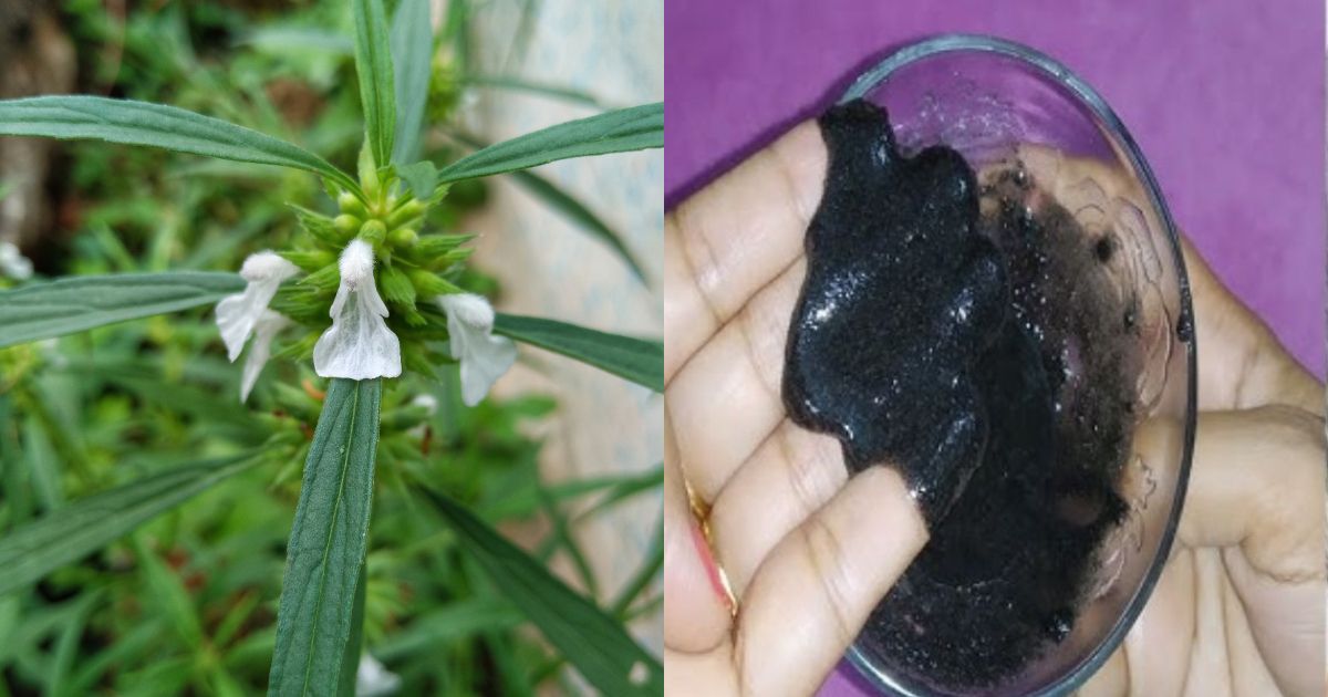 Thumpa plant natural hair dye