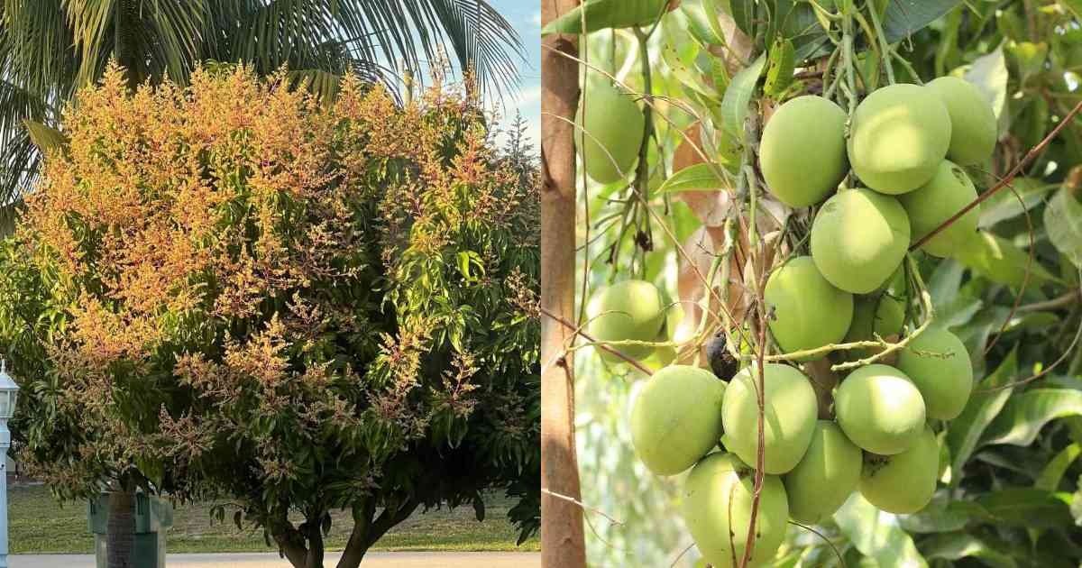 To Prepare Mango Trees for Next Season