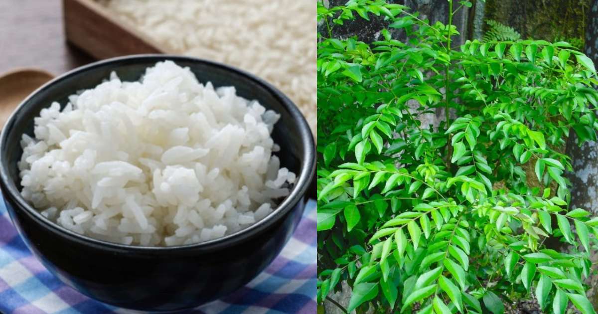 Cooked Rice For Curry leaves plants