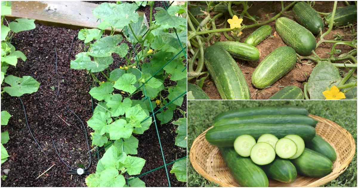 Cucumber Krishi easy tip