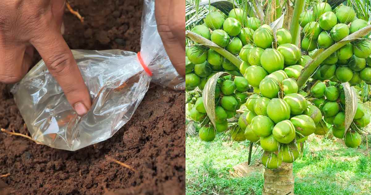 Fertilizer for Coconut Tree