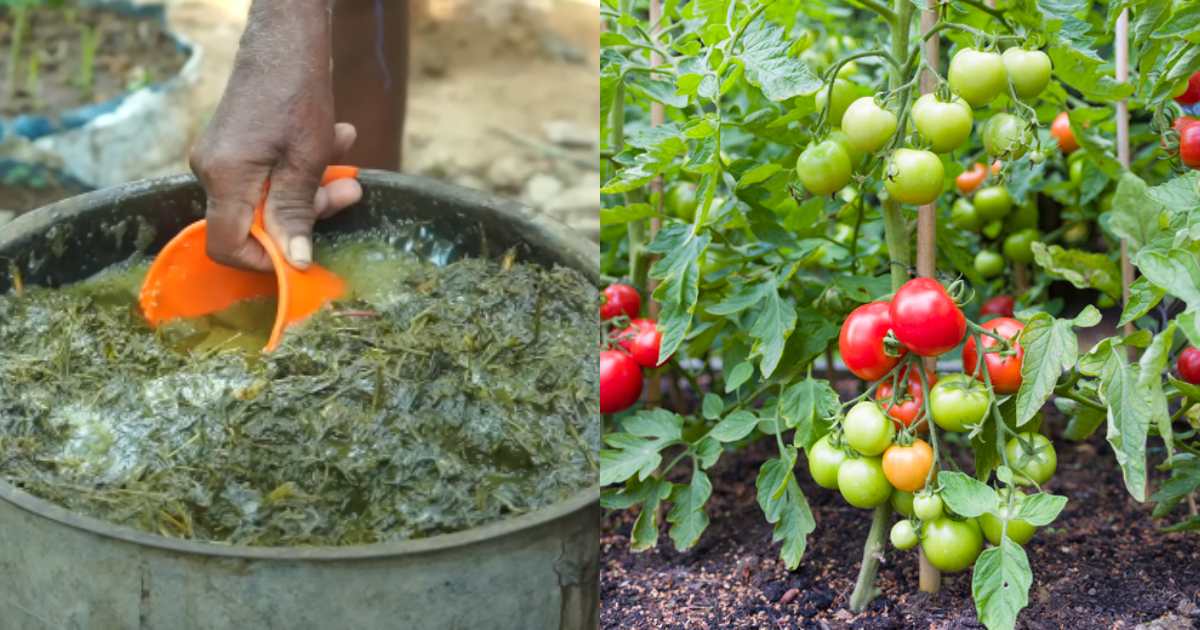 Fertilizers For Vegetable plants