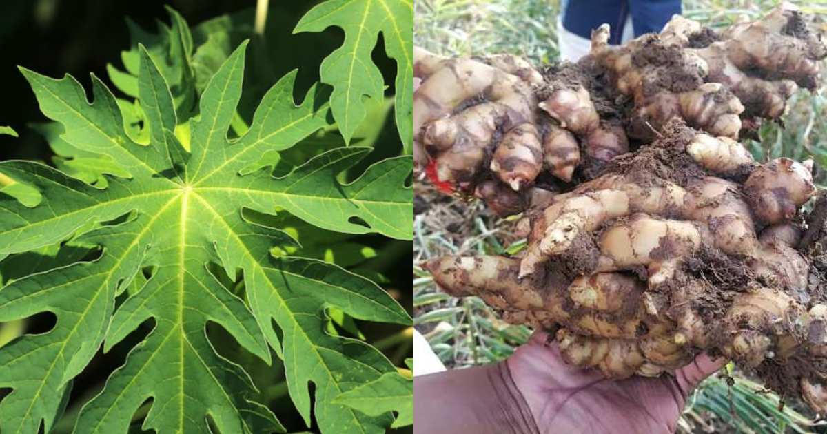 Ginger krishi using Papaya leaves