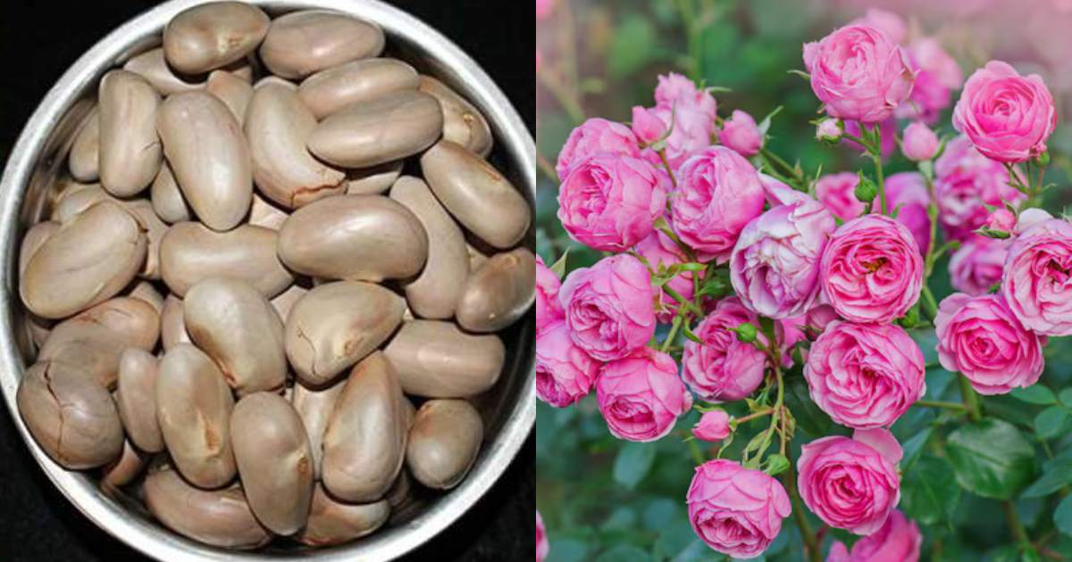 Jackfruit seed Fertilizers for rose