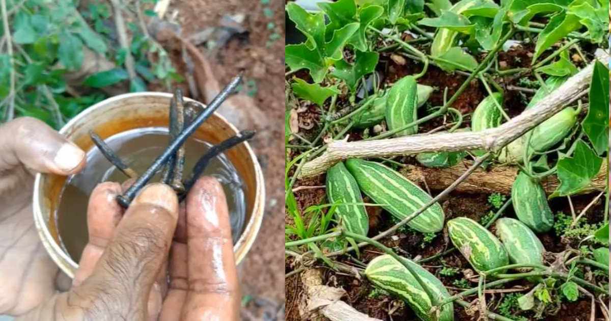 Kovakka Krishi easy trick