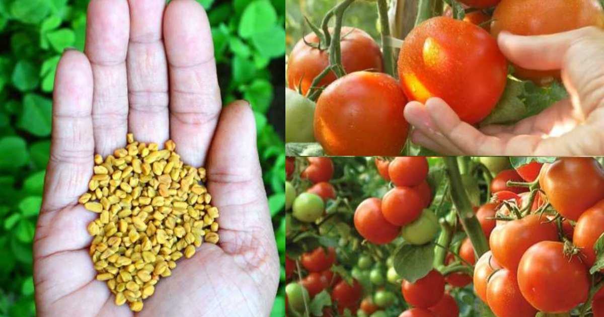 Organic Tomato Cultivation using fenugreek