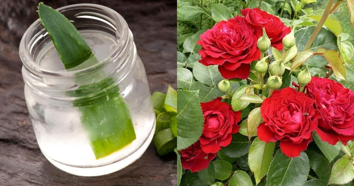 Rose plant care using aloevera plant