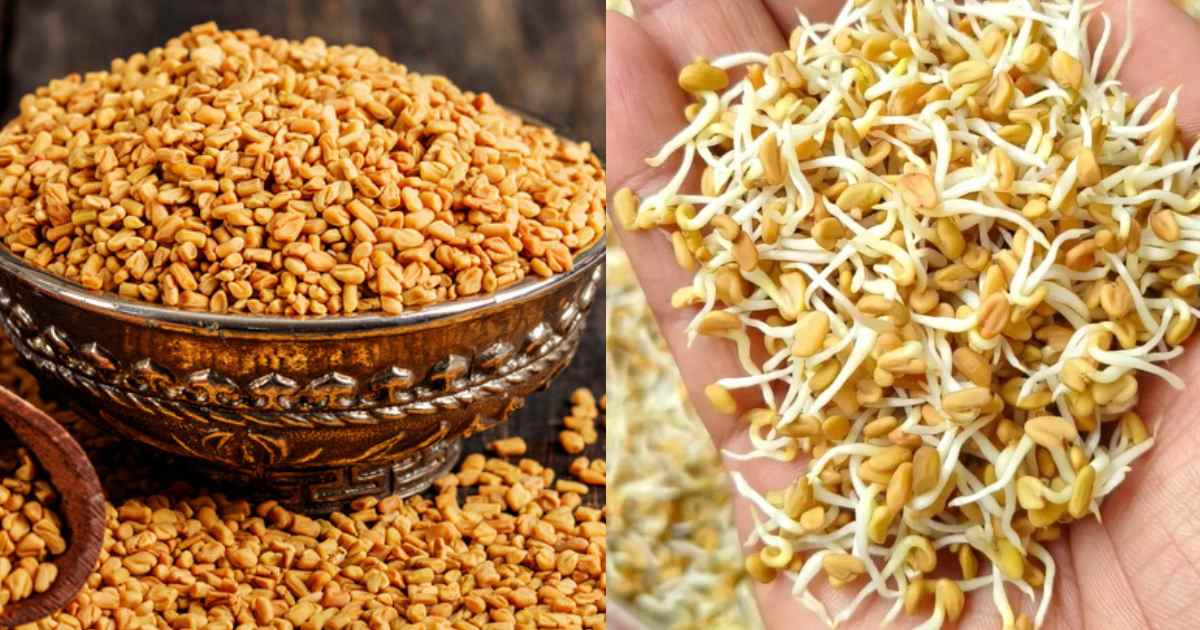 Sprouted Fenugreek health Benefits