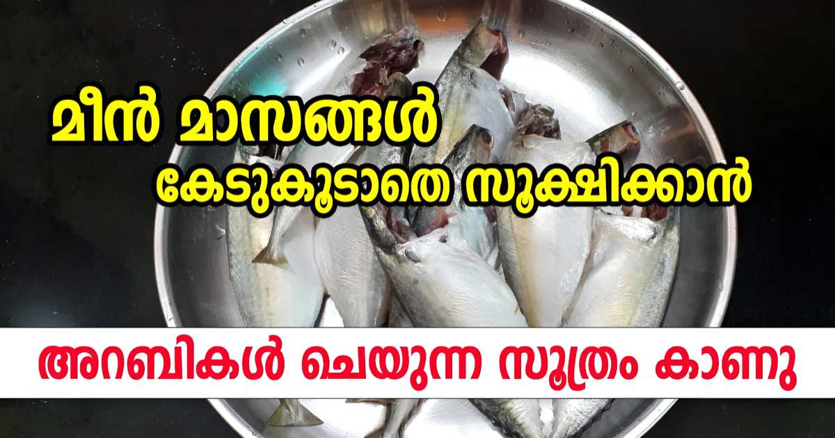 Store Fish For Long