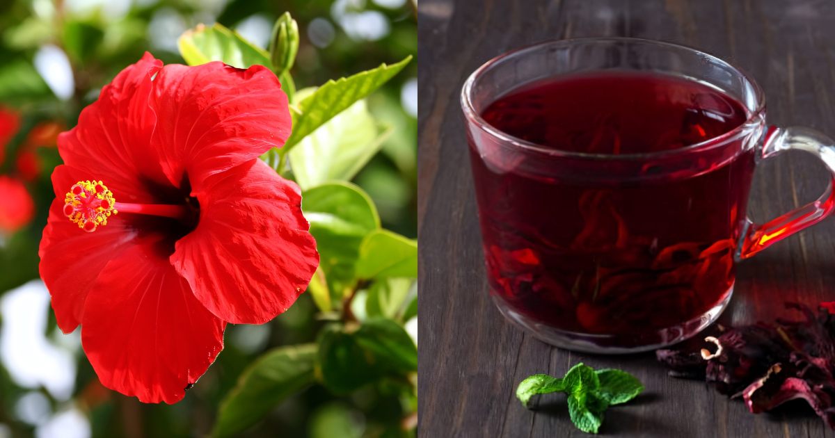 To make hibiscus tea