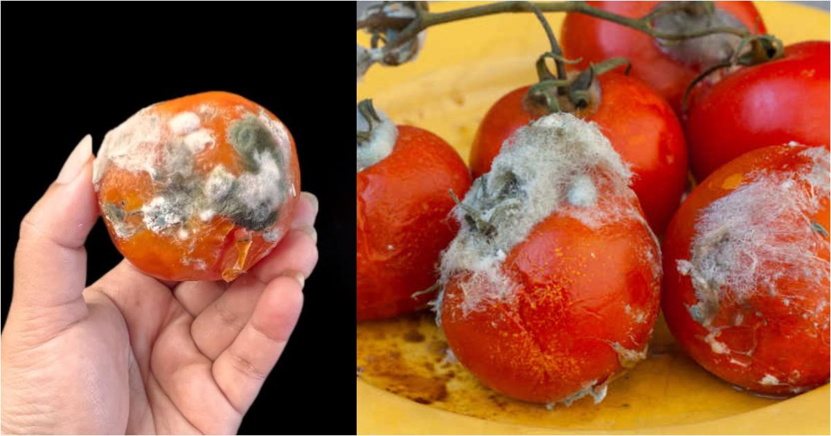Tricks to reuse Tomato waste