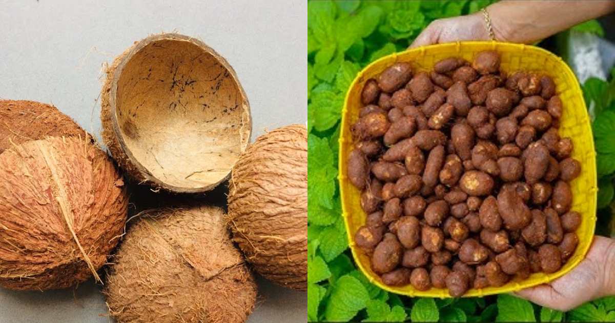 koorkka krishi using coconut shells