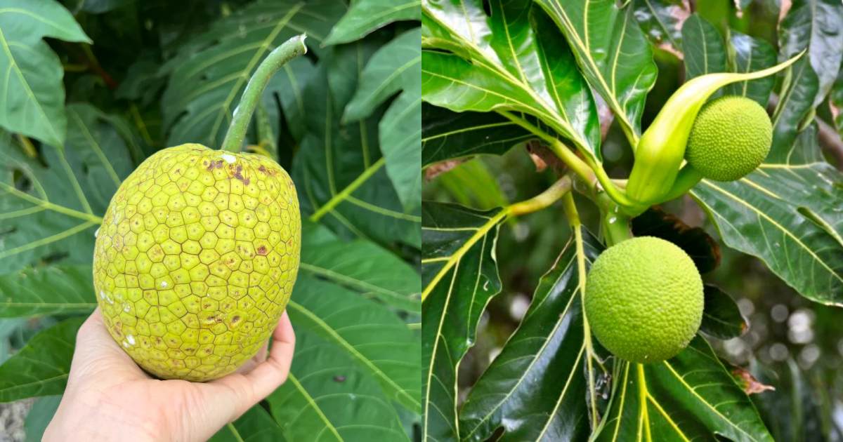Breadfruit Health Benefits