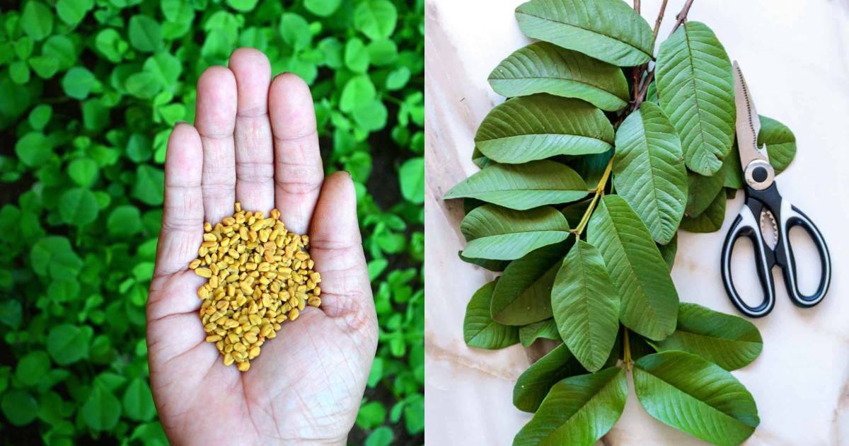 Fenugreak and Guava leaves for Hair