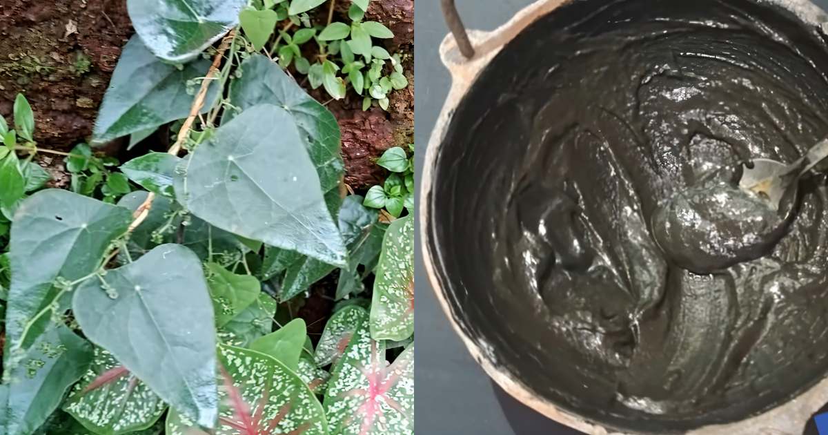 Green Jelly Plant Hair Dye