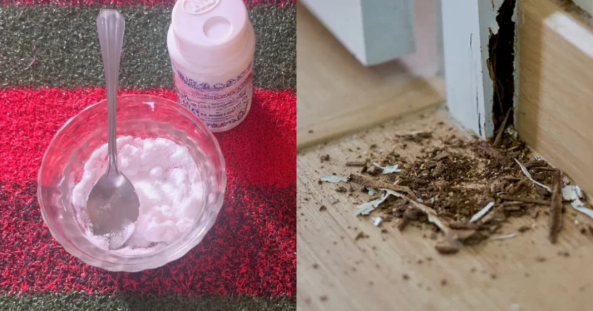 How to avoid termite problem