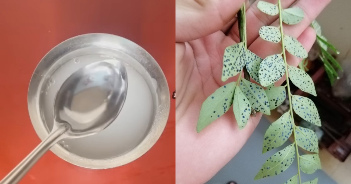 Vinegar and rice water for curry leaves