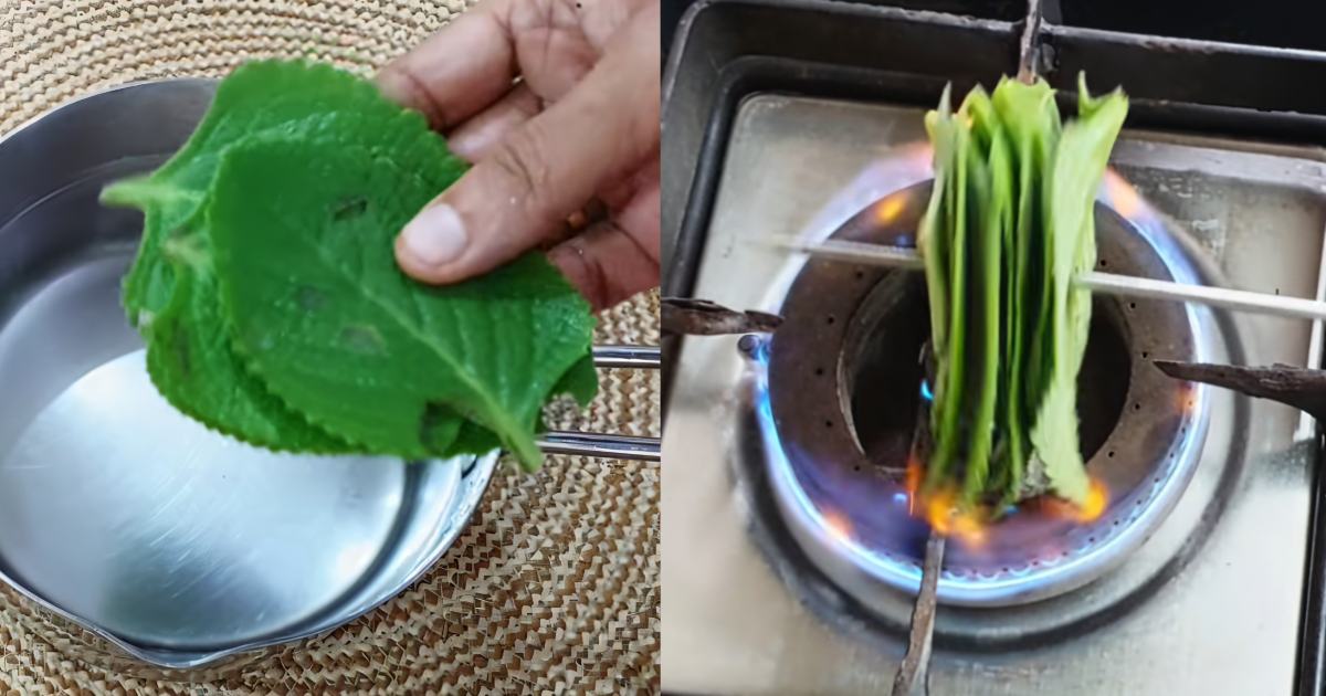 Panikkurkka leaves benefits