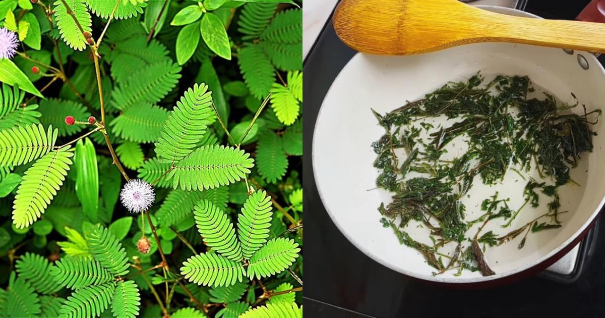 Thottavadi plant health benefits