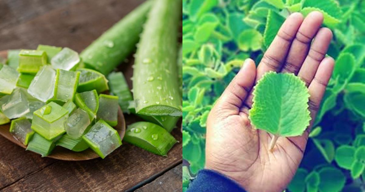 Aloevera and panikkurkka hair dye