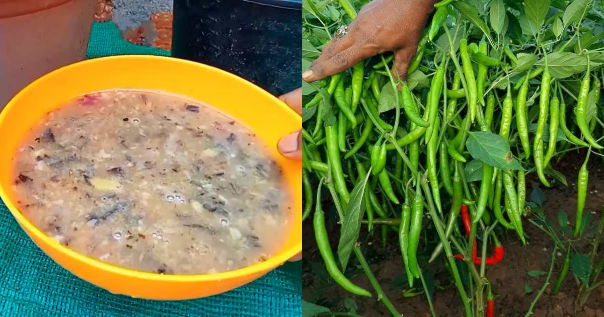 Ash Fertilizer for green chillies