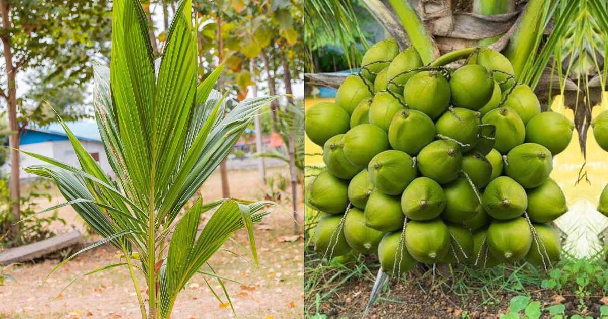 Coconut Tree Cultivation trick