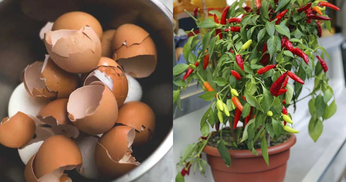 Egg Shell Fertilizer for Chilly plants