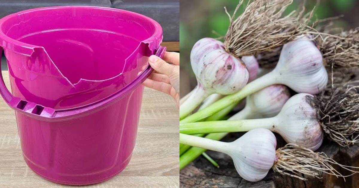 Garlic Krishi Using Bucket