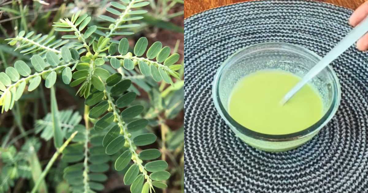 Herbal hair care using Keezharnelli