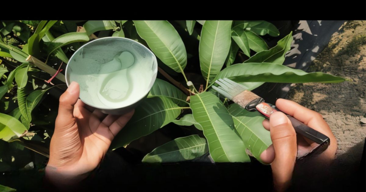 Mango tree pruning tip