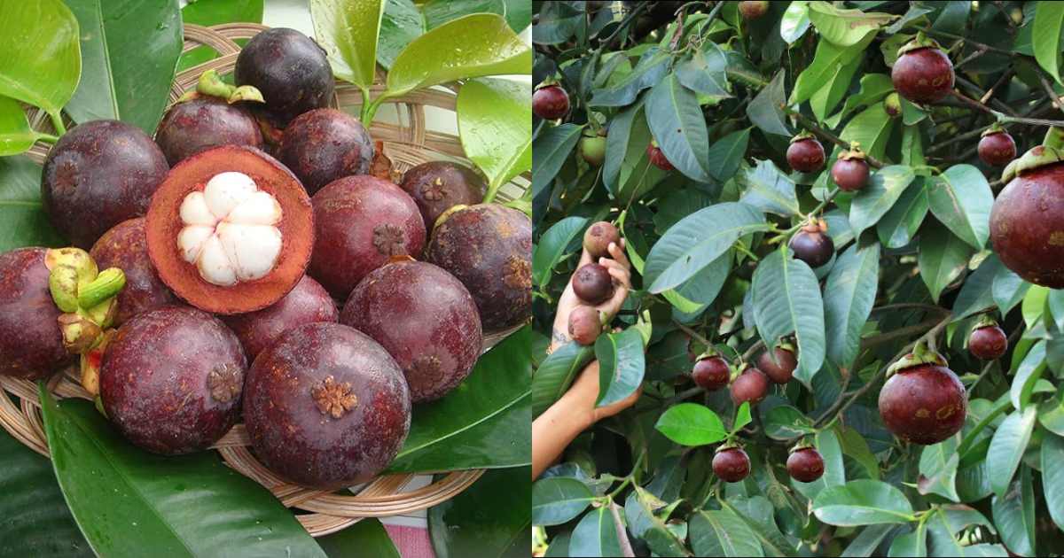 Mangosteen Plant cultivation tip