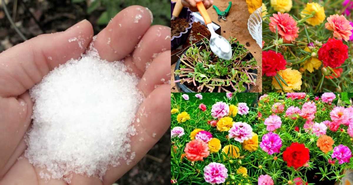 Portulaca fill with flower