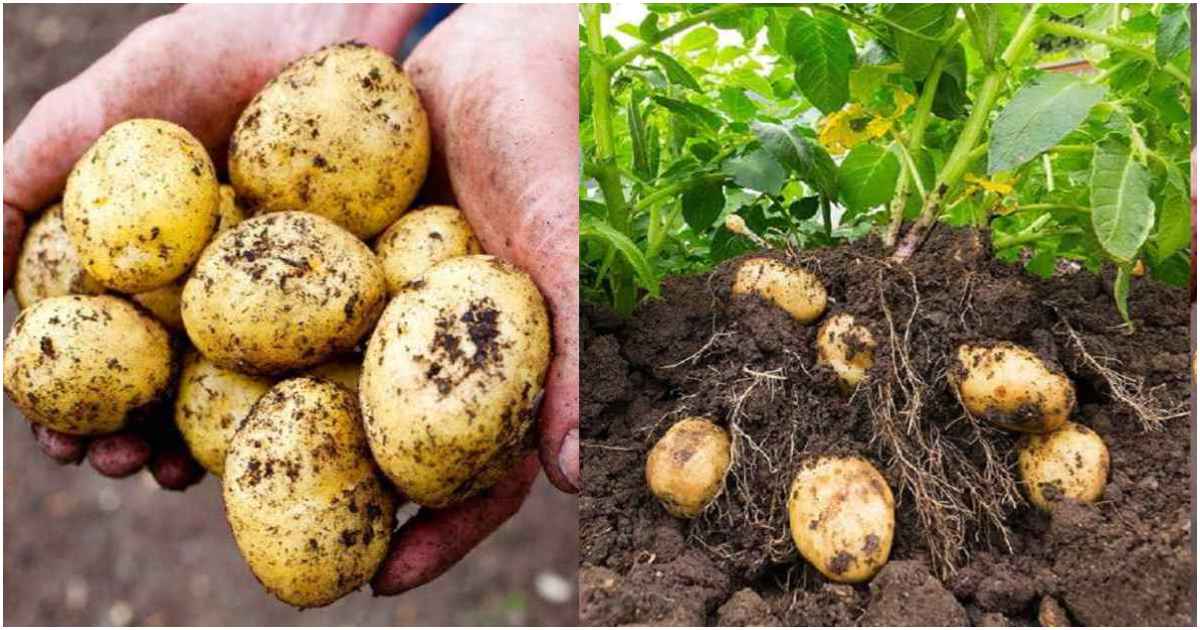 Potato Cultivation Tips
