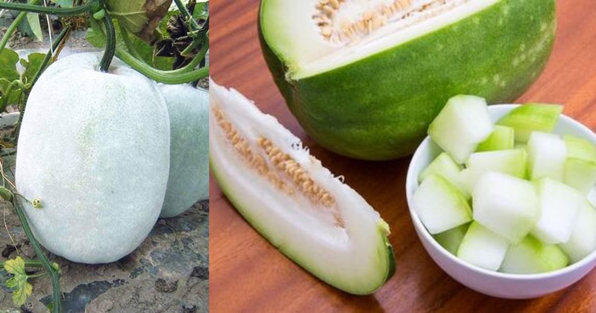 Ash Gourd Juice health Benefits