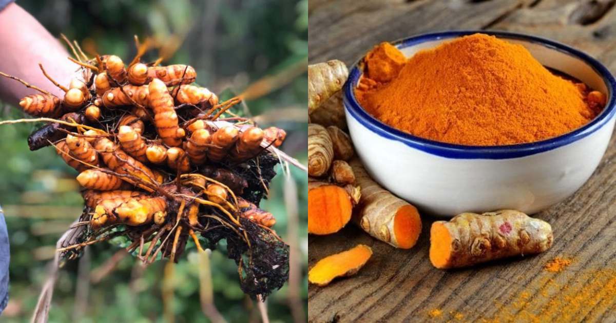 Organic Turmeric Powder making