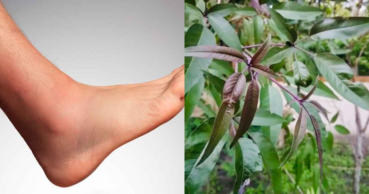 karinochi-plant-health-benefits
