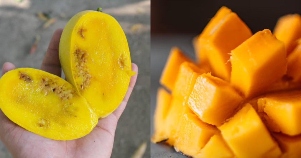 Rescue mangoes from worms