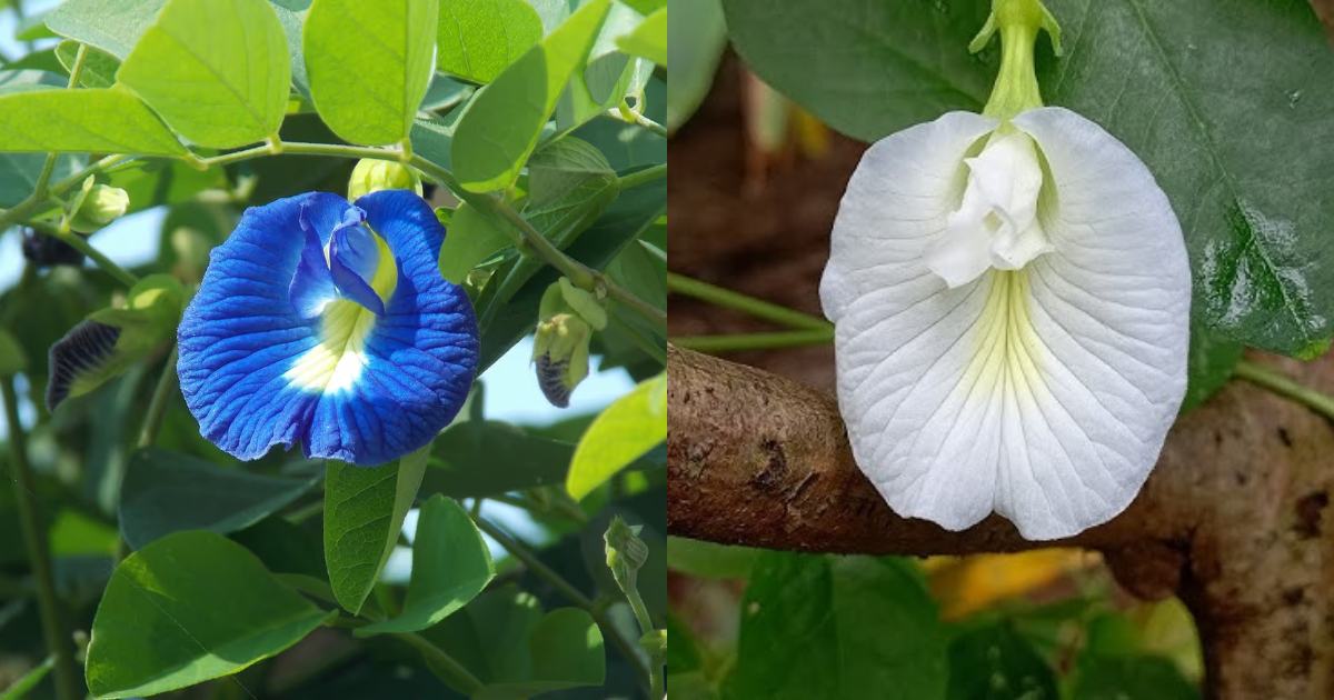 About Butterfly pea plant