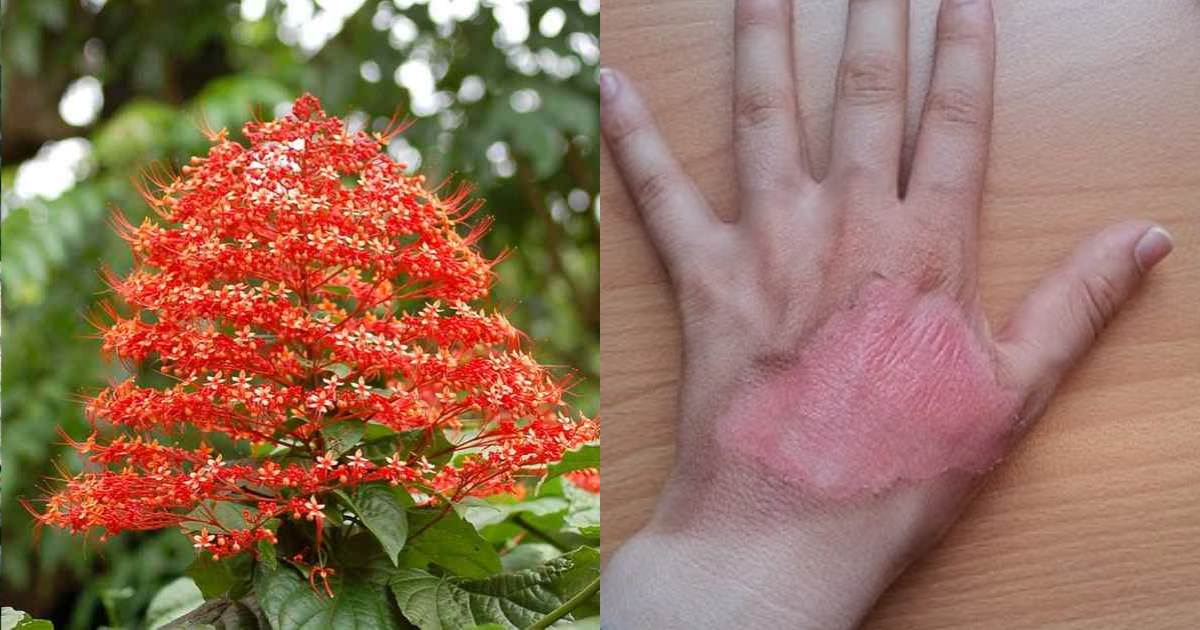 Krishna Kireedam plant health benefits