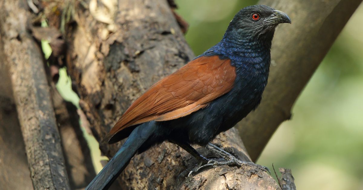 Lucky bird uppan facts