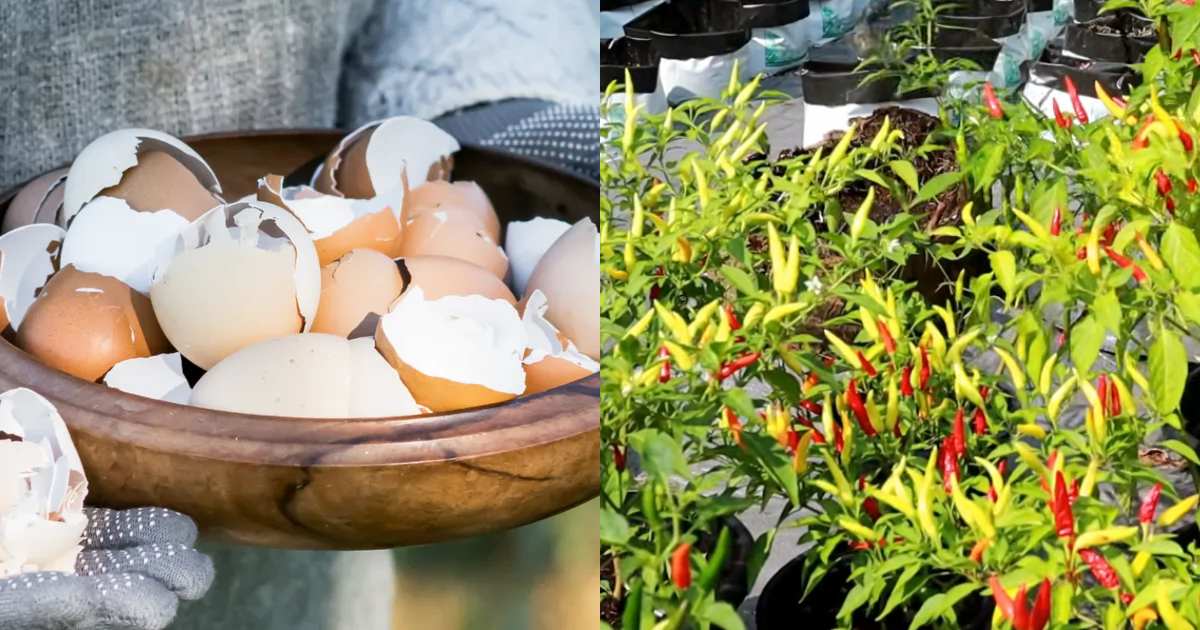 Egg Shell Fertilizer