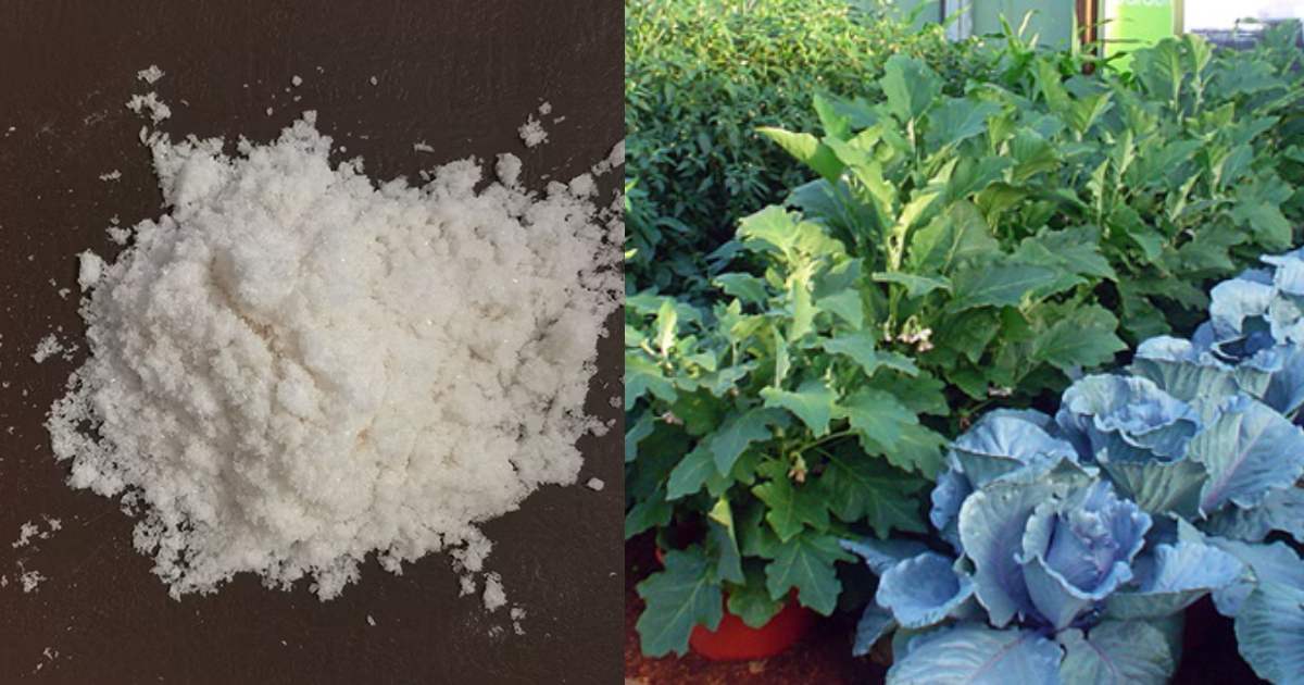 How to use aspirin for tomato