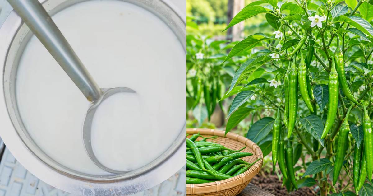 Pachamulaku krishi using dosamavu